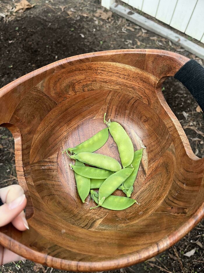 Behold, My Mighty Pea Harvest