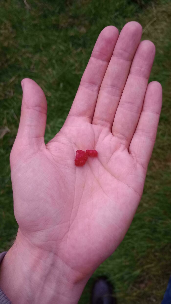 A Mighty Raspberry Harvest