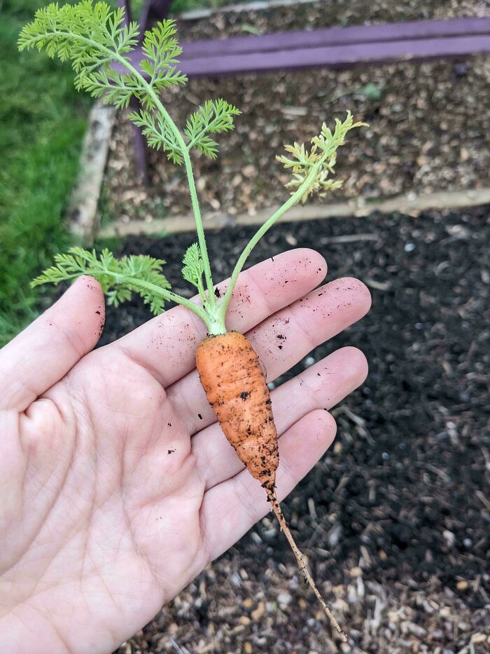 Entire 2023 Carrot Harvest. At Least It Didn't Hit Any Stones On Its Journey Down Into The Earth