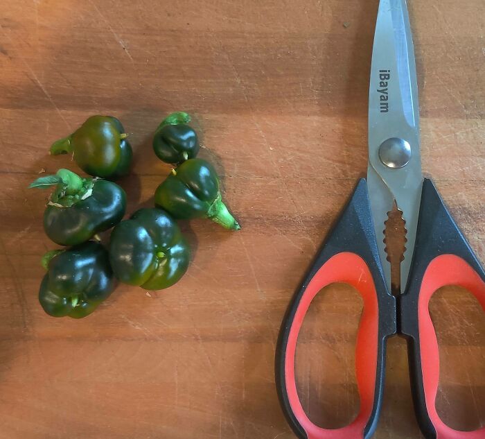 Hopefully Some Friends Will Help Me Take All These Bell Peppers Off My Hands