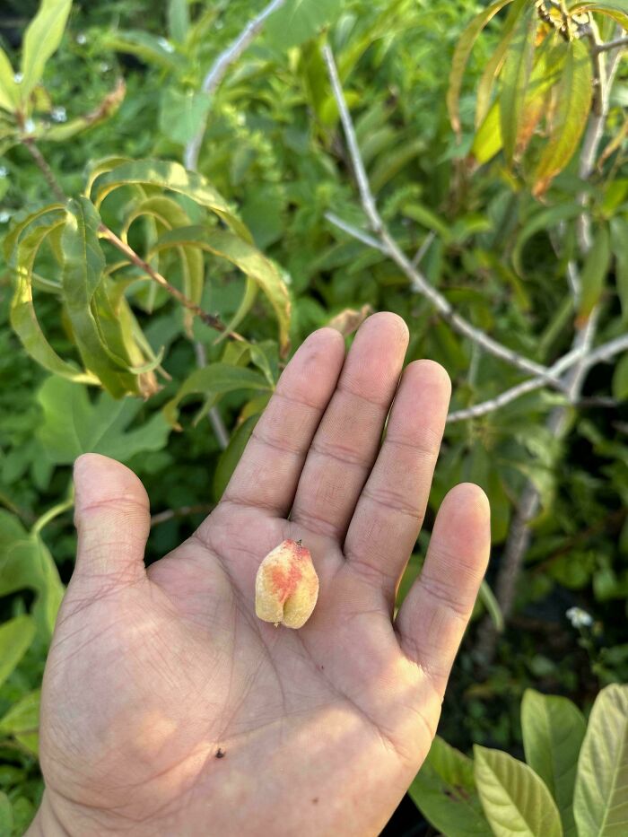 Peach Cobbler Anyone?