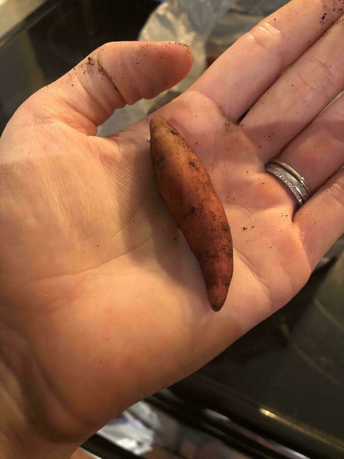 Sweet Potato Mighty Harvest