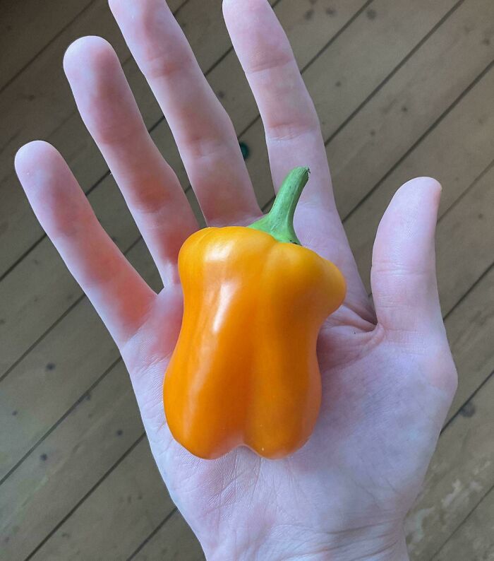 Finally Grew One(1) Bell Pepper After 3 Years Of Trying. It Tasted Disgusting 👩‍🌾