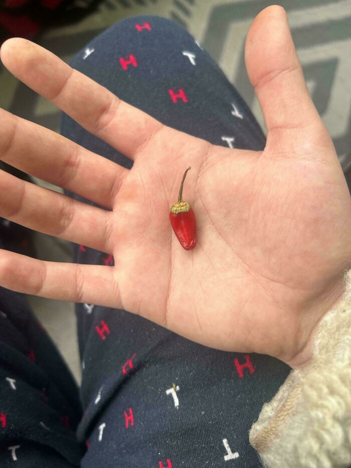 The Only Pepper My Plant Grew, Luckily Its Massive