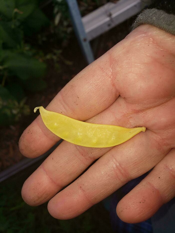 Quite Possibly The Entirety Of My Snow Pea Harvest