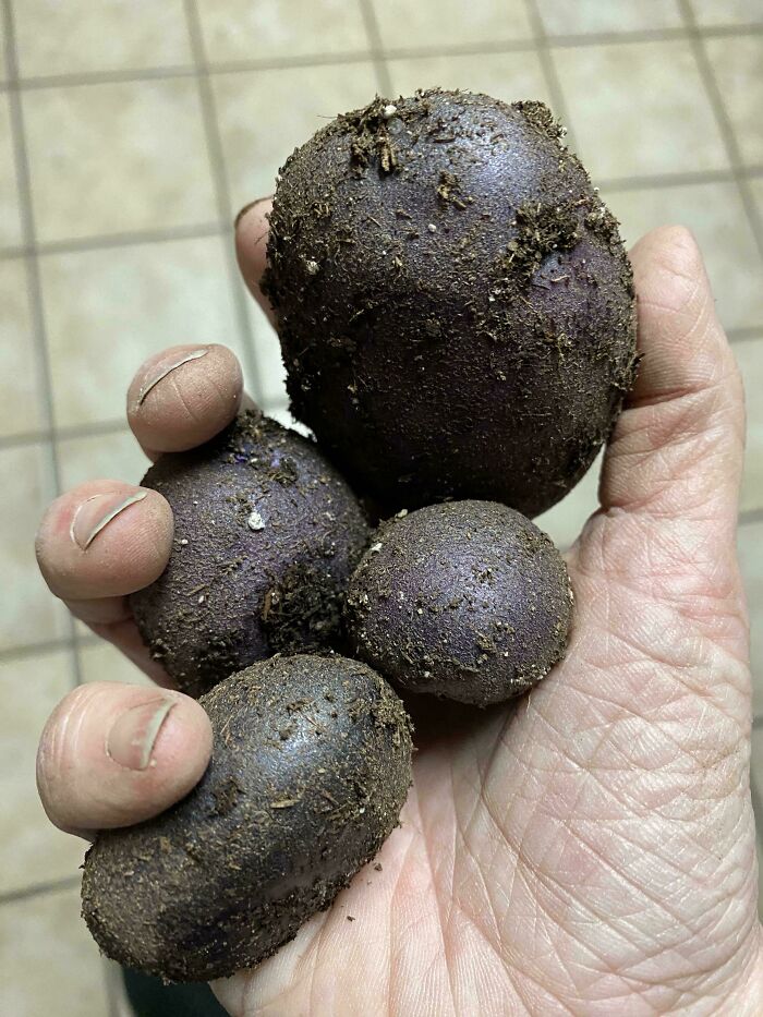 Tried Potatoes One Last Time Before It Finally Froze…. At Least They’re Normal Size This Time?