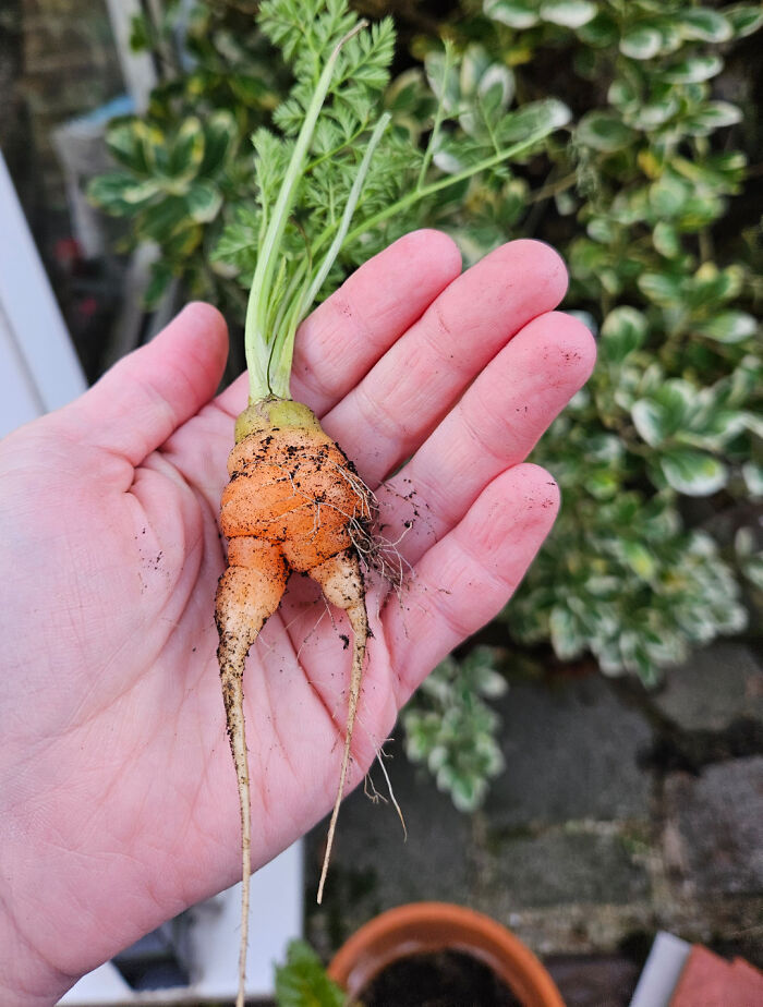 Behold The Carrot I Didn't Know I Was Growing