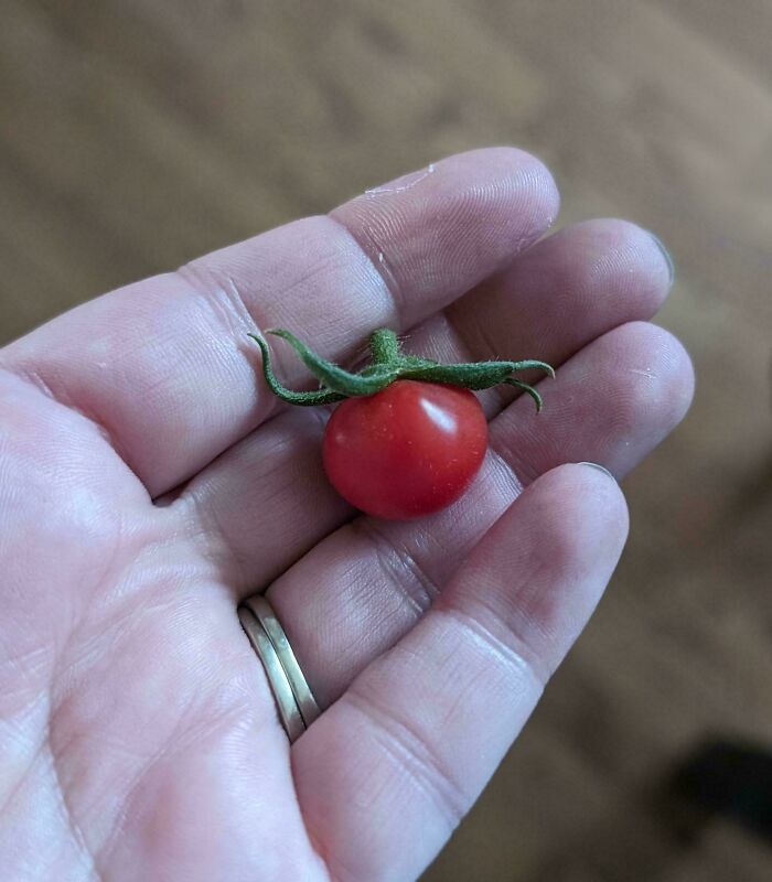 The First Harvest From My Indoor Plant!