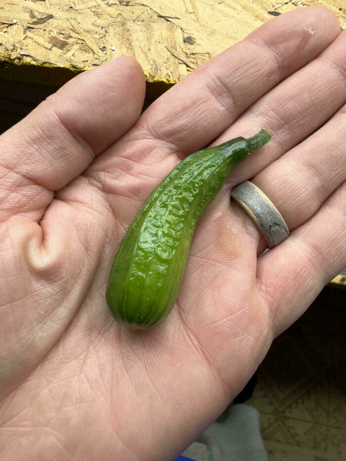 First And Only Harvest Of My Indoor Grown Cucumbers