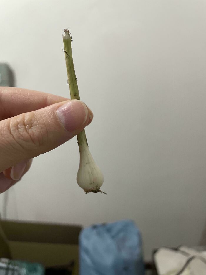 Behold The Majestic Tiny Garlic!