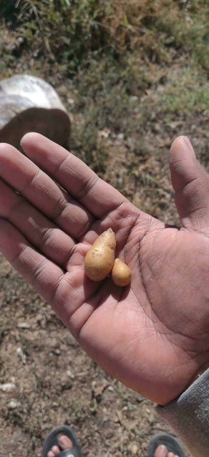 My Potato Harvest Last Year