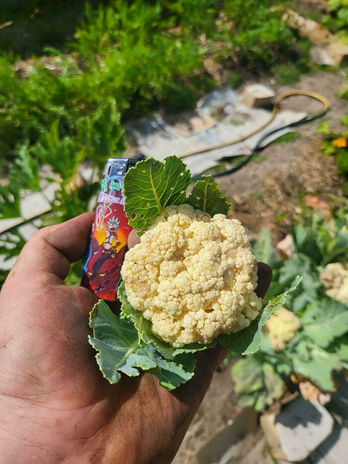 Mighty Cauliflower