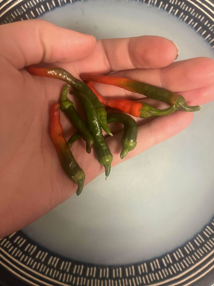 My Mighty Jalapeños