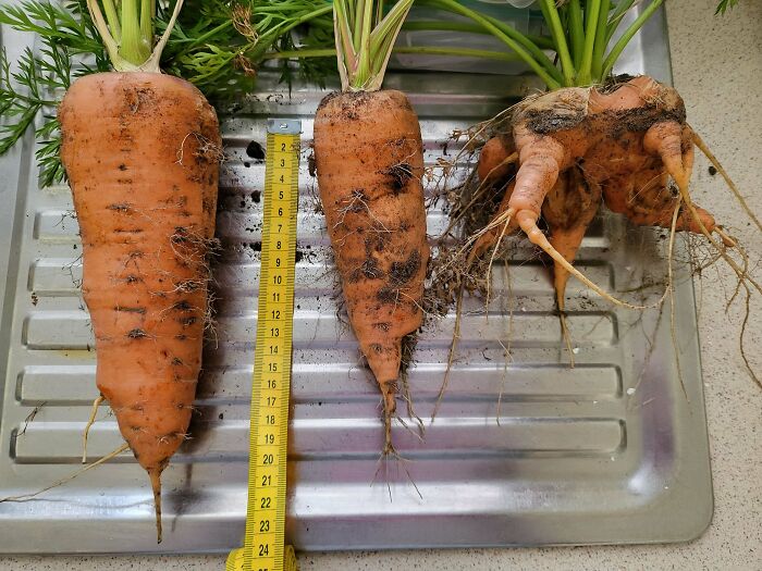 This Carrot I Just Pulled Out Of The Patch Is Almost The Size Of My Forearm 😮