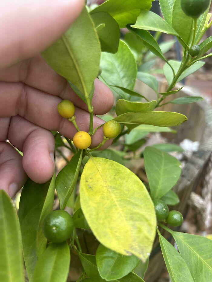 My Oranges Are Finally Getting Ripe. Can’t Wait To Share My Bounty With The Whole Neighborhood