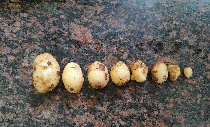 First Attempt At Potatoes, Ended Up With A Mighty Harvest!