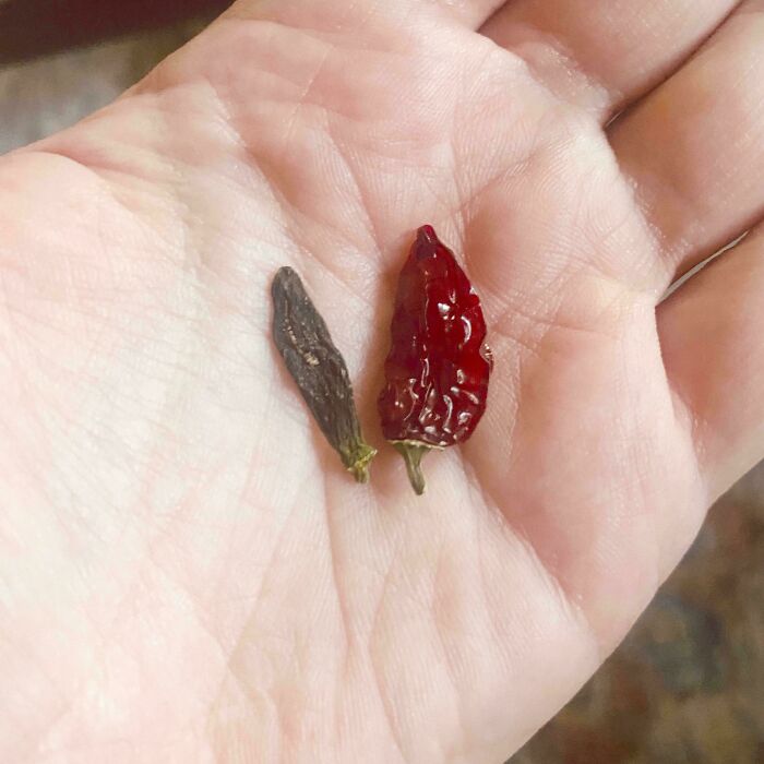 My Mum’s Mighty Pepper Harvest From Last Year, Carefully Dried In The Pocket Where She Forgot Them