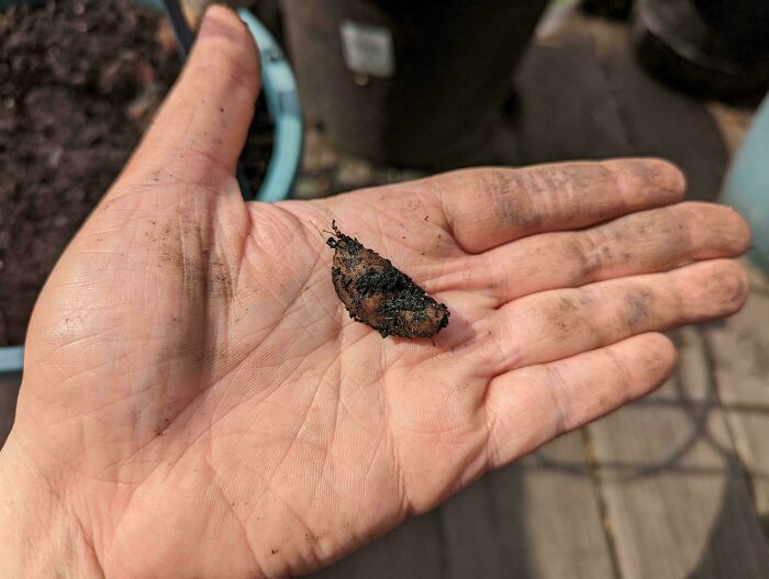 Checked A Pot I Had Sweet Potatoes In Last Year, Found This Impressive Specimen!