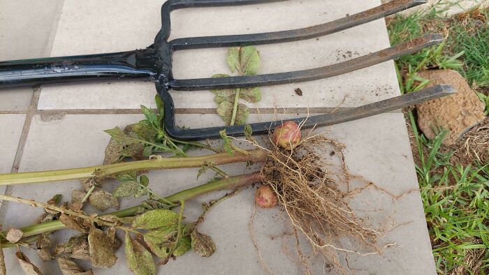 Plant One Potato, Grow Two. Do Farmers Know About This Trick?