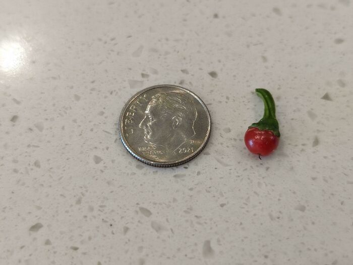 My Serrano Bush Is Recovering From Some Sort Of Disease And Is Finally Producing Delicious Peppers Once Again. Time To Look Through My Recipes And Decide What To Make!