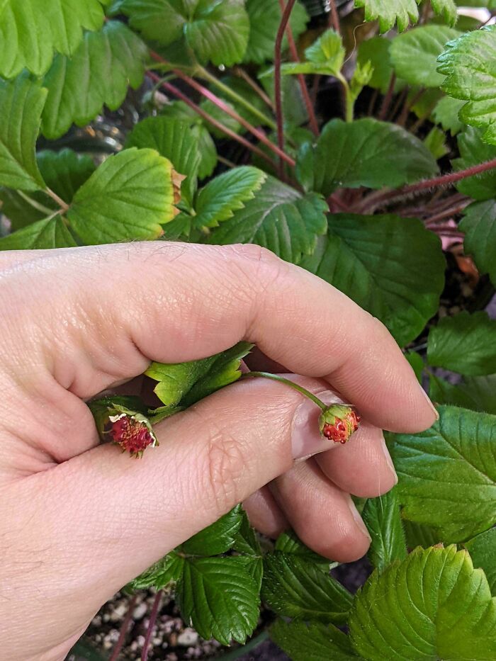 Finally Some Fruit! My Family No Longer Has To Starve 🥲