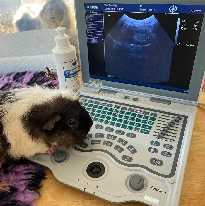 A Peek Into Our Guinea Pig's Ultrasound Adventures