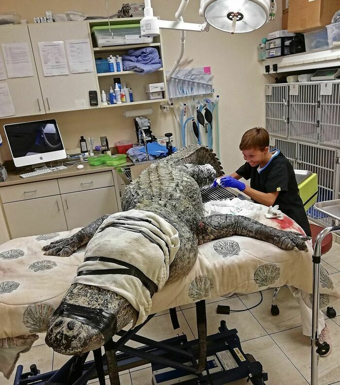 Estudiante de veterinaria limpiando una herida a un aligator
