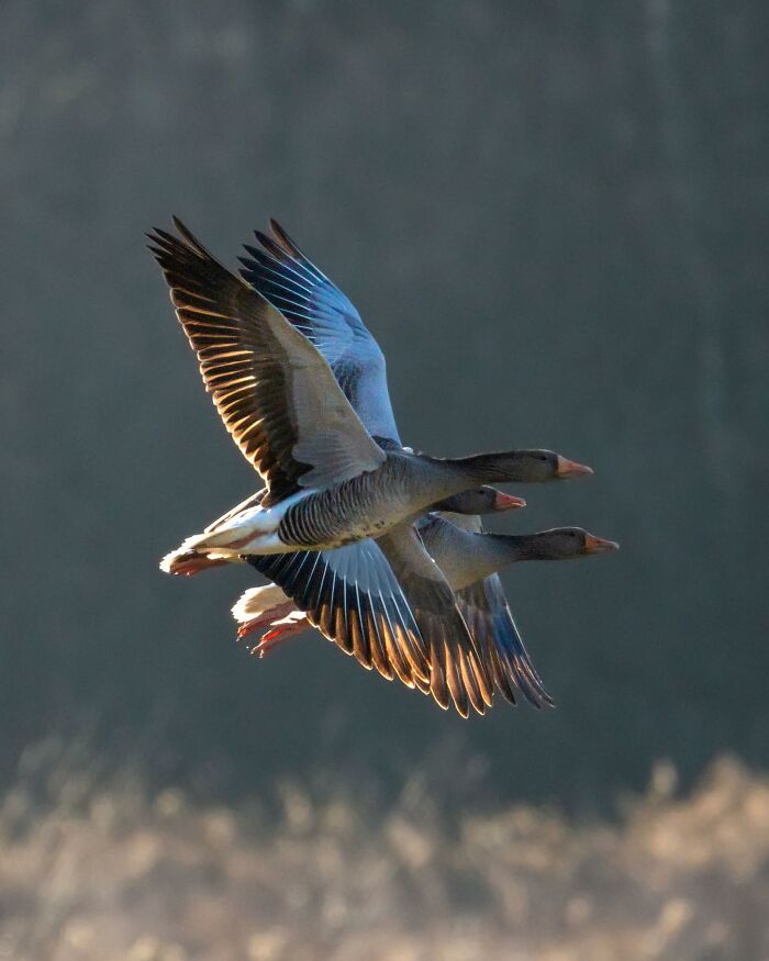 Wildlife Photography By Alex Ugalek