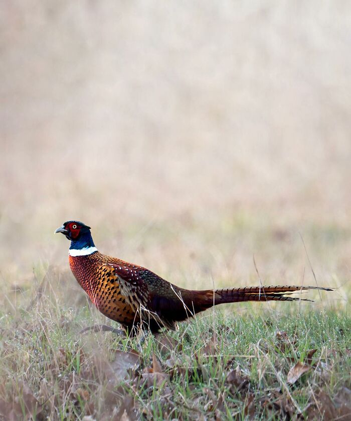 Wildlife Photography By Alex Ugalek