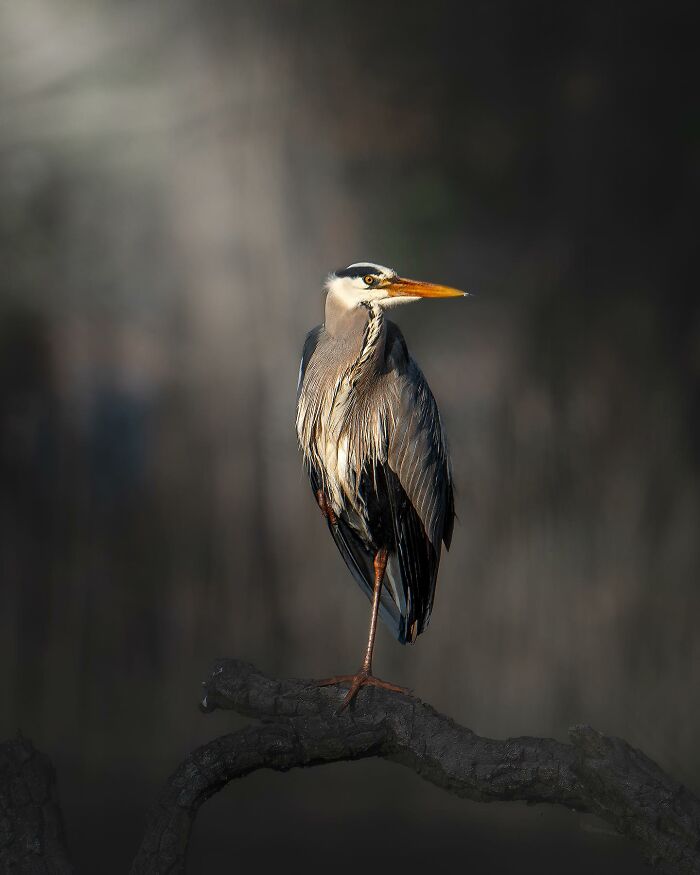 Wildlife Photography By Alex Ugalek