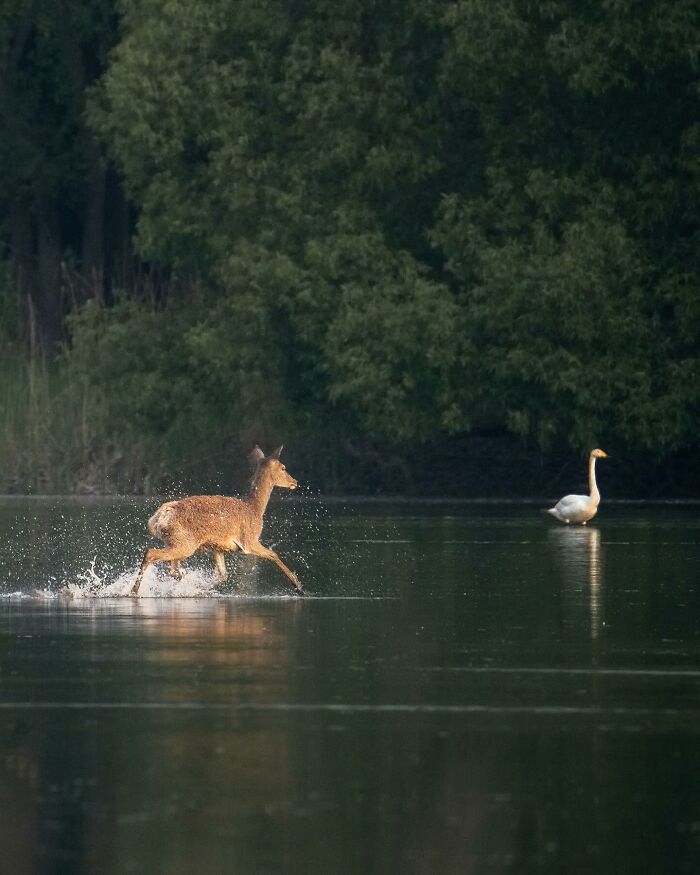 Wildlife Photography By Alex Ugalek