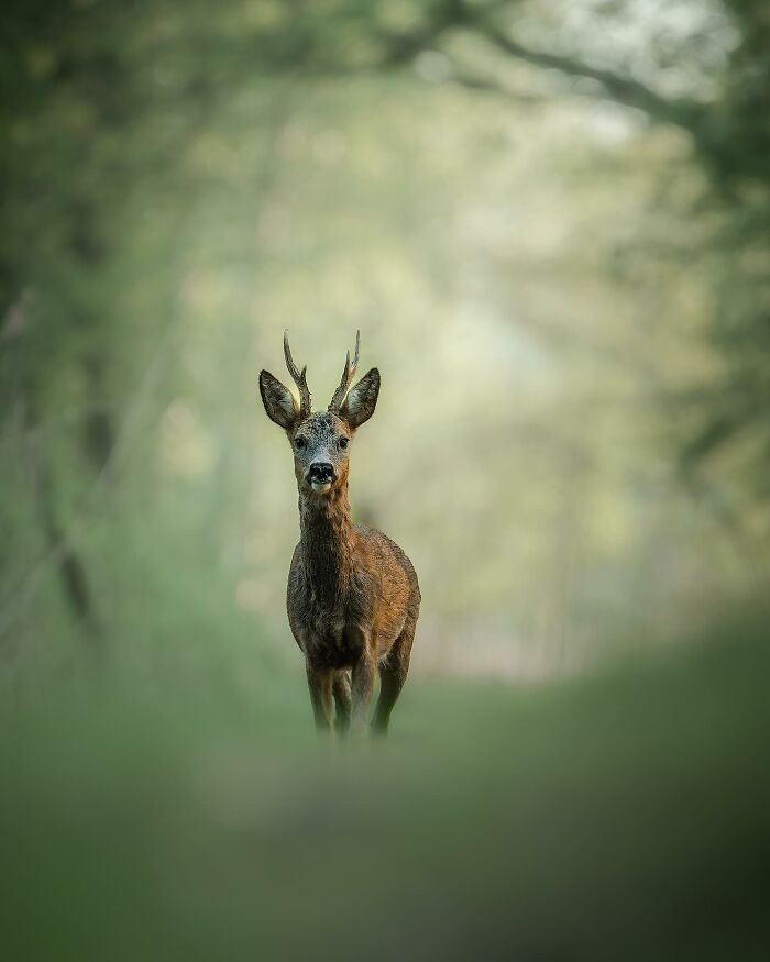 Wildlife Photography By Alex Ugalek