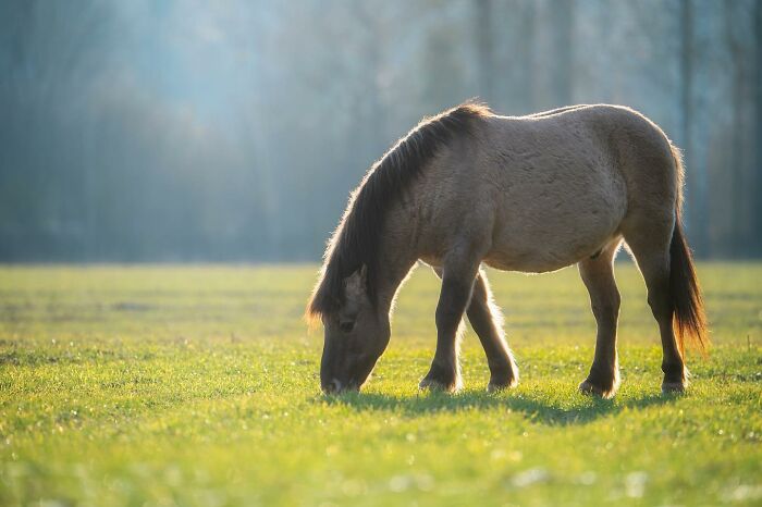 Wildlife Photography By Alex Ugalek