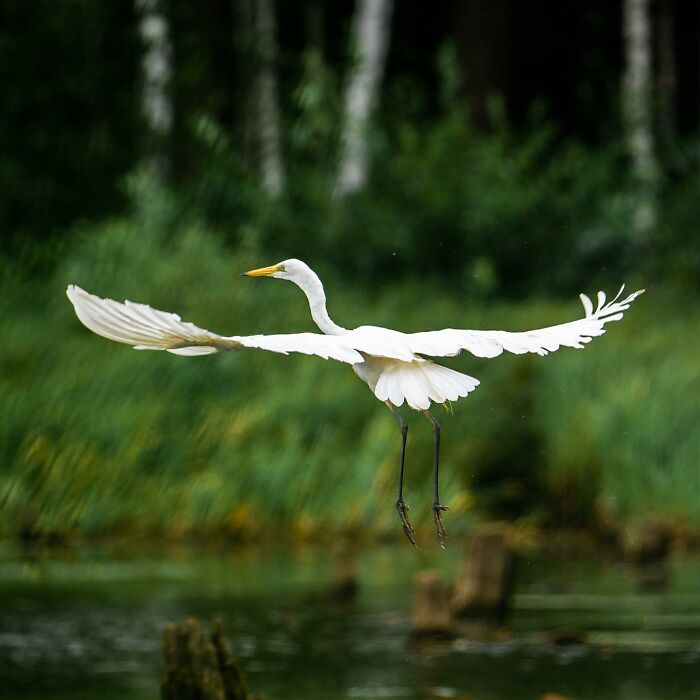 Wildlife Photography By Alex Ugalek