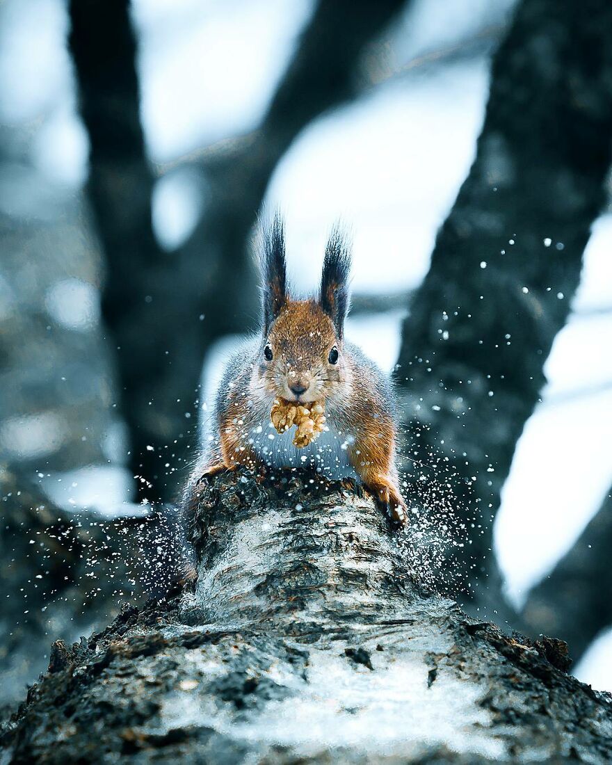 Finnish Furry Fashion: Wildlife Photographer Turns Forest Critters Into Supermodels (47 New Pics)