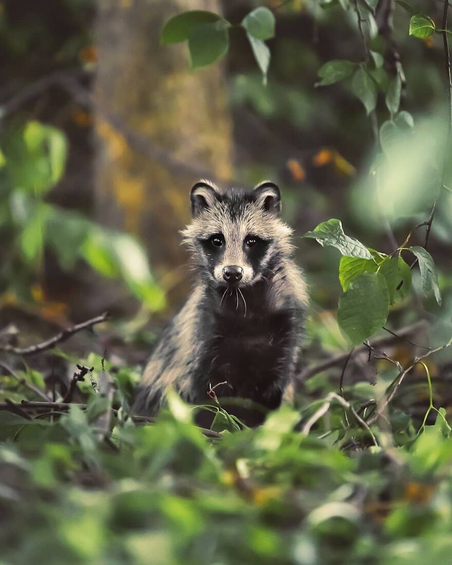 Finnish Furry Fashion: Wildlife Photographer Turns Forest Critters Into Supermodels (47 New Pics)