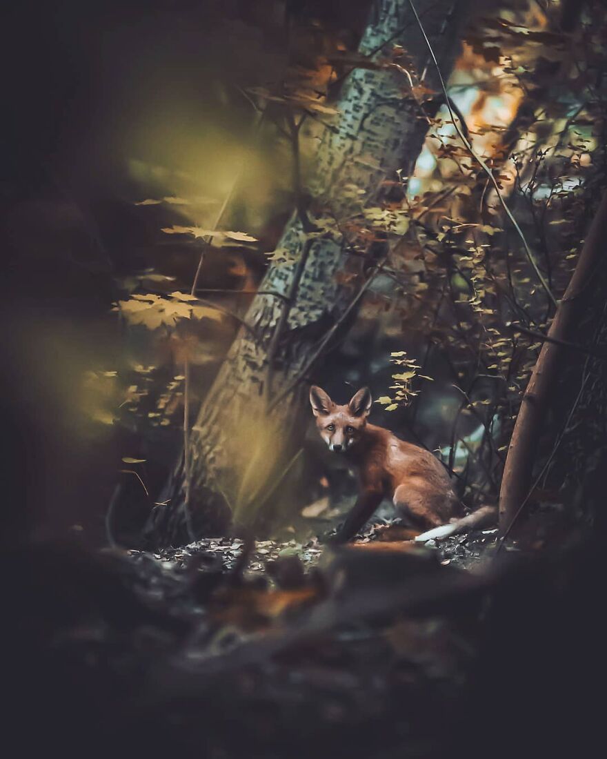 Finnish Furry Fashion: Wildlife Photographer Turns Forest Critters Into Supermodels (47 New Pics)