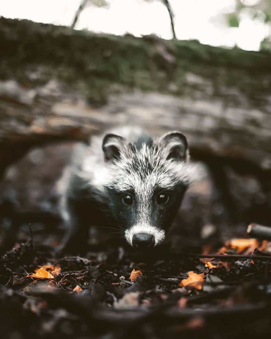 Finnish Furry Fashion: Wildlife Photographer Turns Forest Critters Into Supermodels (47 New Pics)