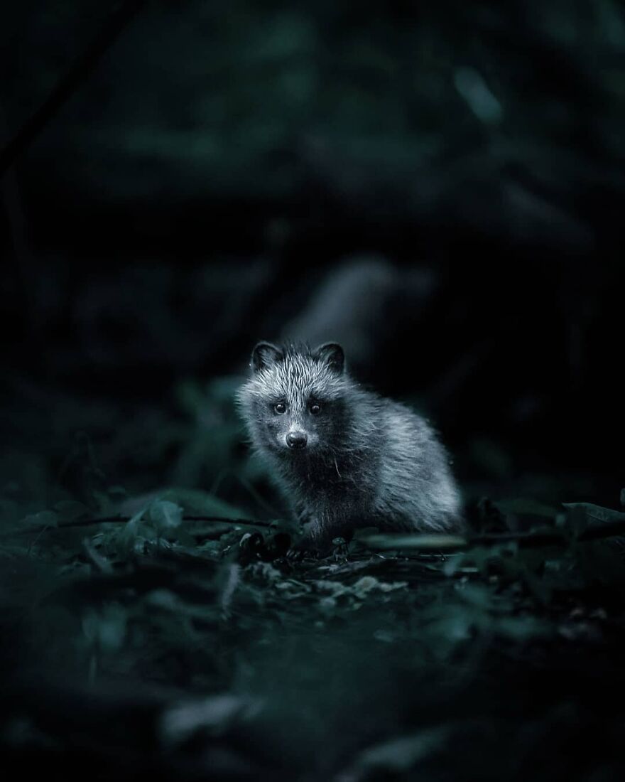 Finnish Furry Fashion: Wildlife Photographer Turns Forest Critters Into Supermodels (47 New Pics)