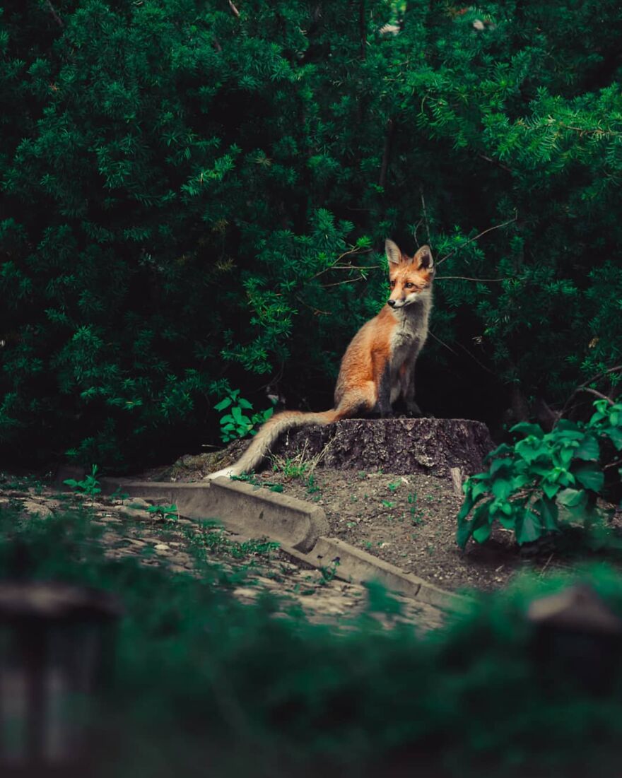 Finnish Furry Fashion: Wildlife Photographer Turns Forest Critters Into Supermodels (47 New Pics)