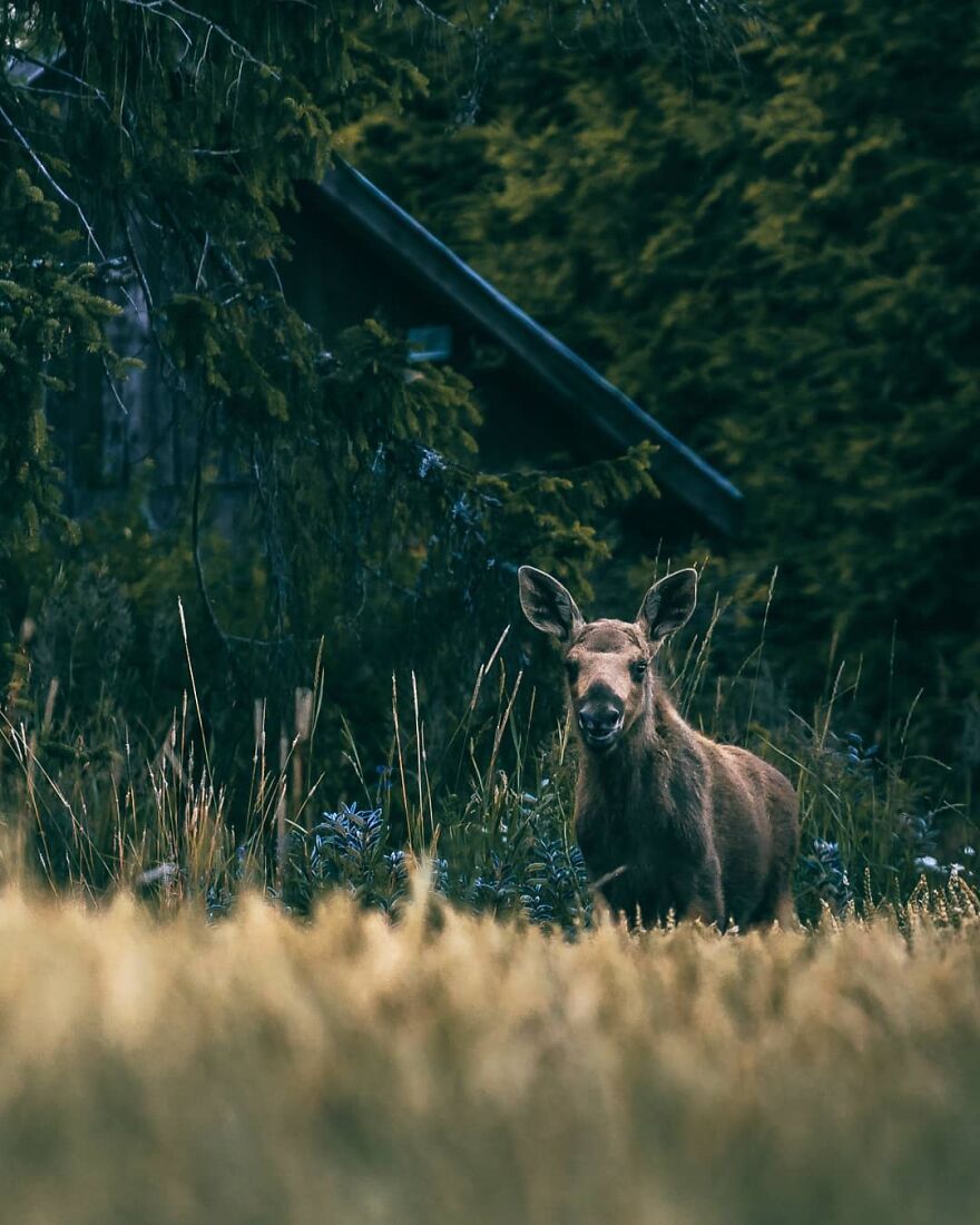 Finnish Furry Fashion: Wildlife Photographer Turns Forest Critters Into Supermodels (47 New Pics)