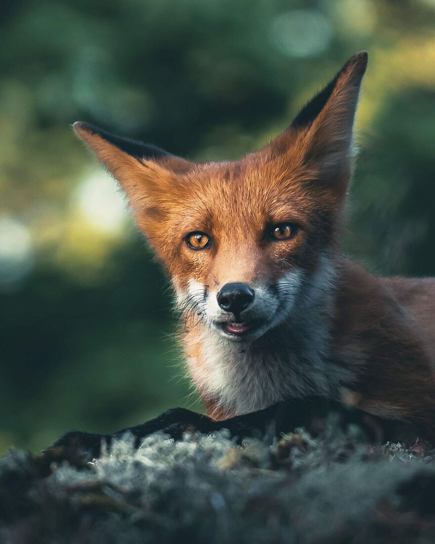 Finnish Furry Fashion: Wildlife Photographer Turns Forest Critters Into Supermodels (47 New Pics)