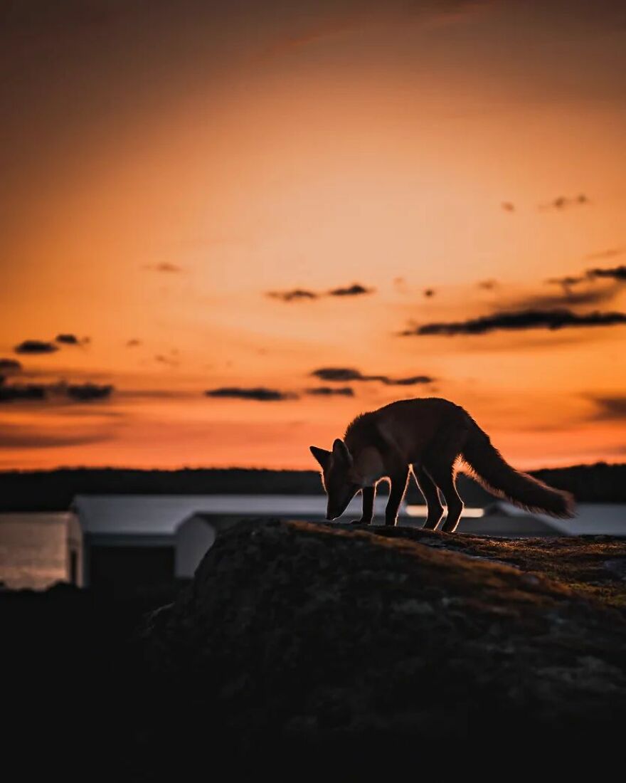 Finnish Furry Fashion: Wildlife Photographer Turns Forest Critters Into Supermodels (47 New Pics)