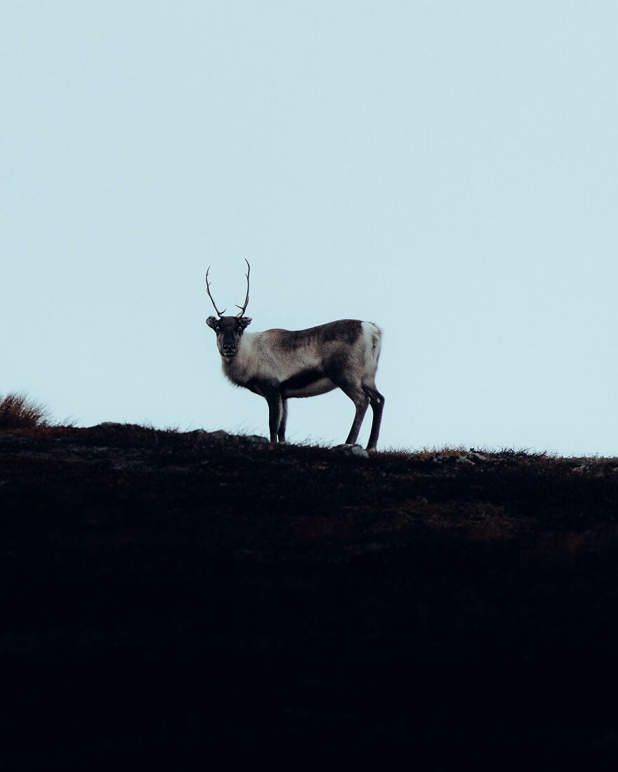 Into The Wild With Daniel Ernst: Capturing Nature's Majesty