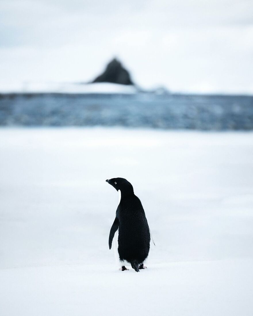 Into The Wild With Daniel Ernst: Capturing Nature's Majesty