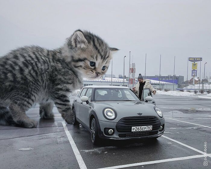 Pawsitively Epic: Russian Artist Envisions A Giant Feline World In New Series ( New Pics)