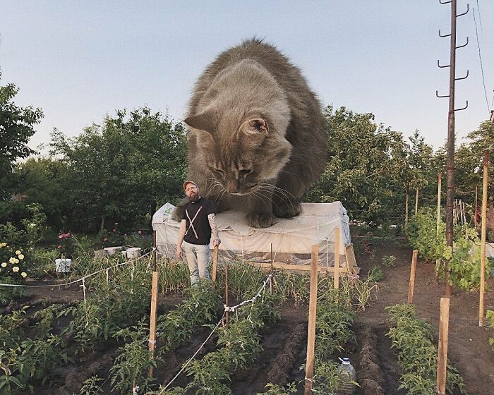 Pawsitively Epic: Russian Artist Envisions A Giant Feline World In New Series ( New Pics)