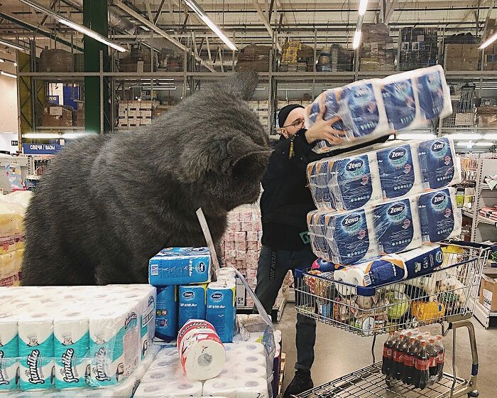 Pawsitively Epic: Russian Artist Envisions A Giant Feline World In New Series ( New Pics)