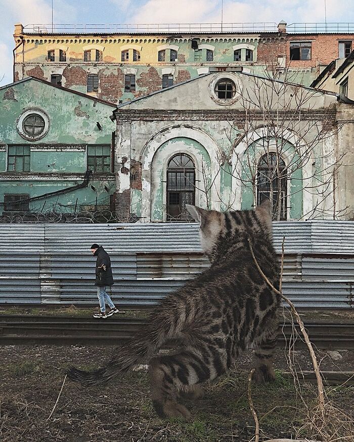 Pawsitively Epic: Russian Artist Envisions A Giant Feline World In New Series ( New Pics)