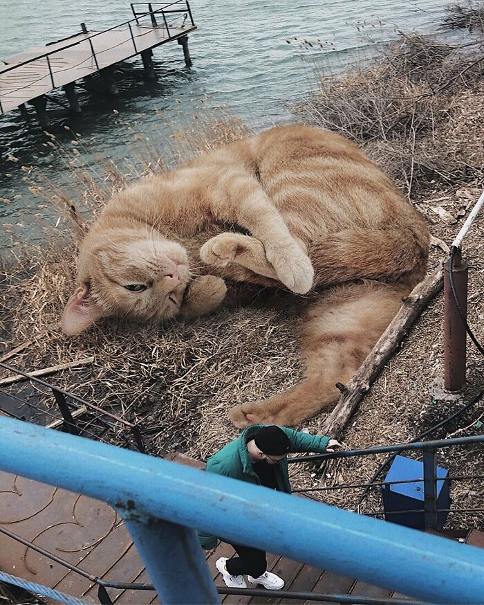 Pawsitively Epic: Russian Artist Envisions A Giant Feline World In New Series ( New Pics)